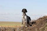 SETTER ANGLAIS 173